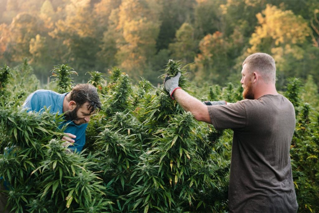Fitchburg Weed Laws: Can I Grow My Own Cannabis?