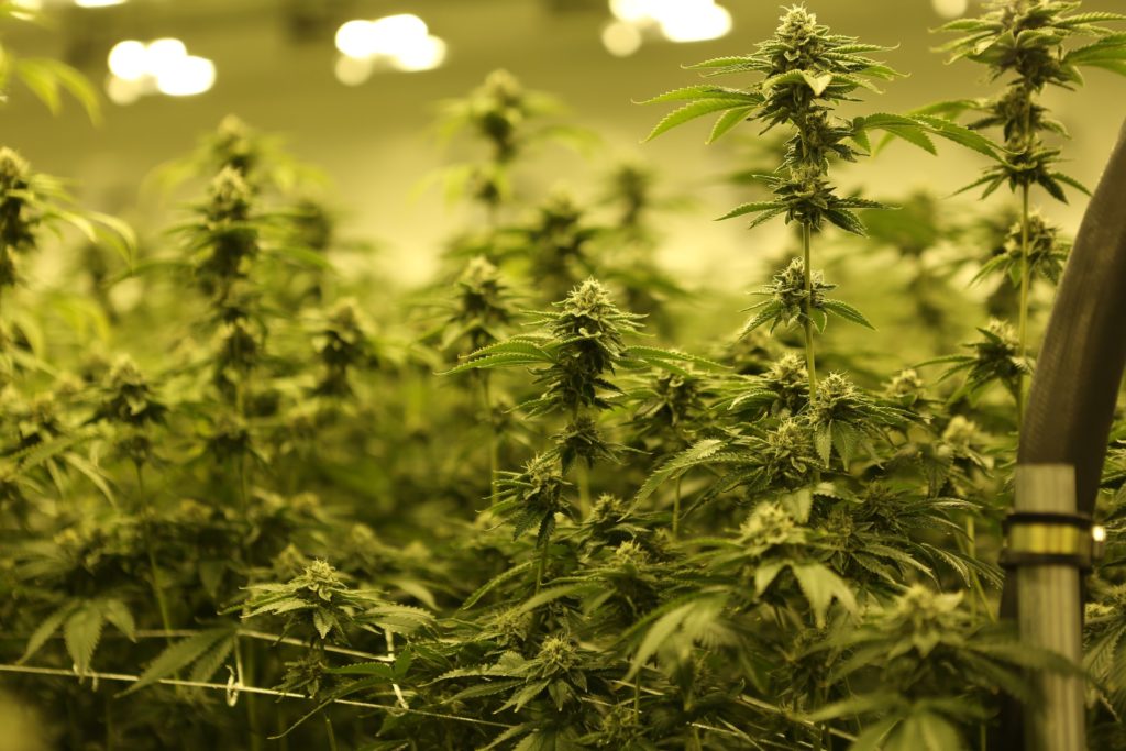Fitchburg Weed Laws: Can I Grow My Own Cannabis?